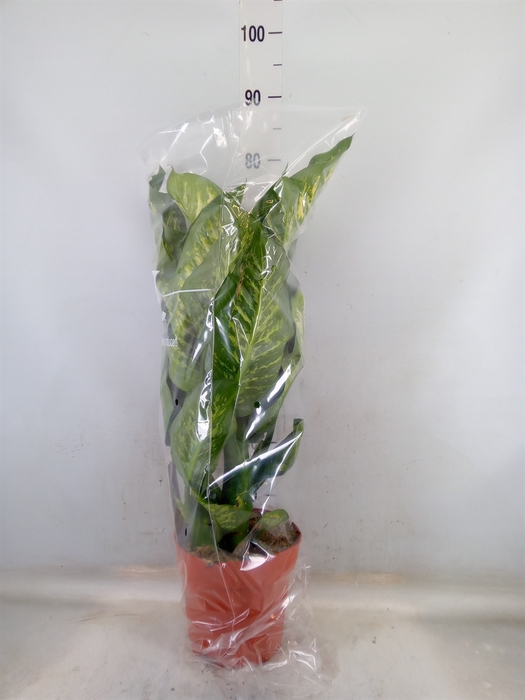 <h4>Dieffenbachia seg. 'Maroba'</h4>