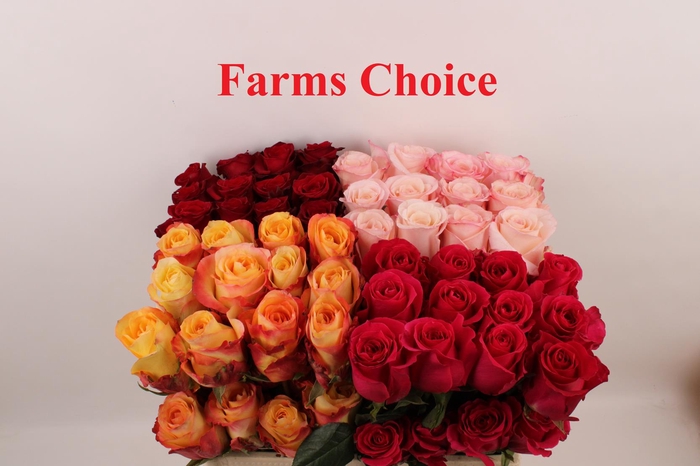 <h4>R Gr Gem In Fust</h4>