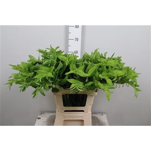 Polygonatum Multiflo
