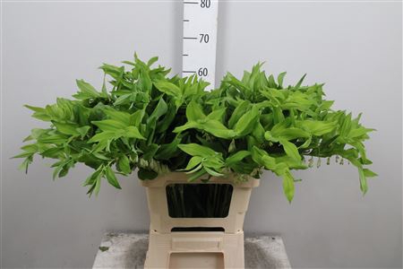 <h4>Polygonatum Multiflo</h4>