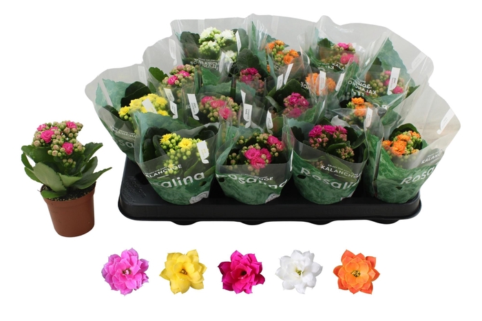 <h4>Kal Ge Ro Gem 5 Kl</h4>