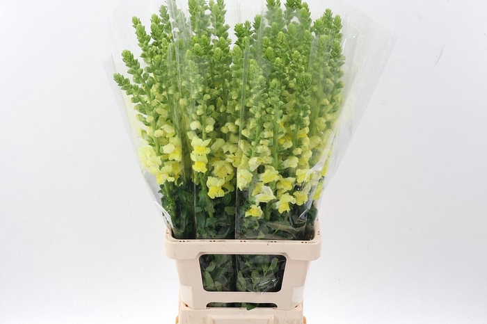 <h4>Antir Poto Yellow</h4>