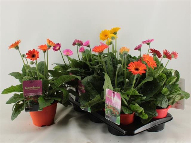 Gerbera Garvinea mix 17Ø 45cm 4fl