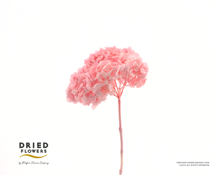<h4>Dried Bleached Hydrangea Anna Pink</h4>