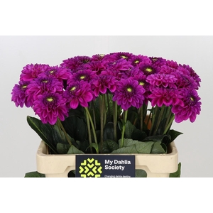 Dahlia Purple Fox