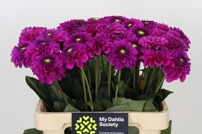 <h4>Dahlia Purple Fox</h4>