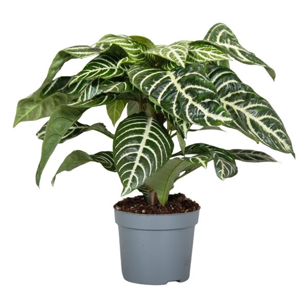 <h4>Botanica Aphelandra Green</h4>