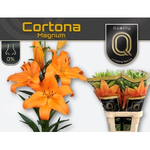 Lilium long. x asi. 'Cortona' 5+