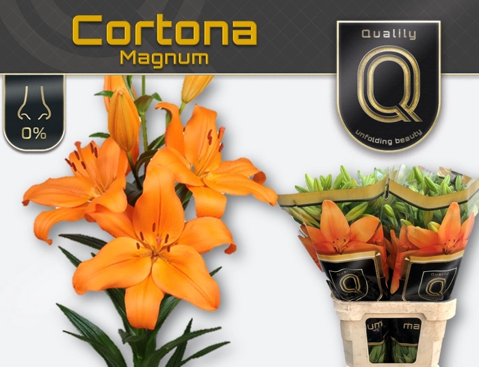 <h4>Lilium long. x asi. 'Cortona' 5+</h4>