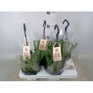 Crassula marnieriana