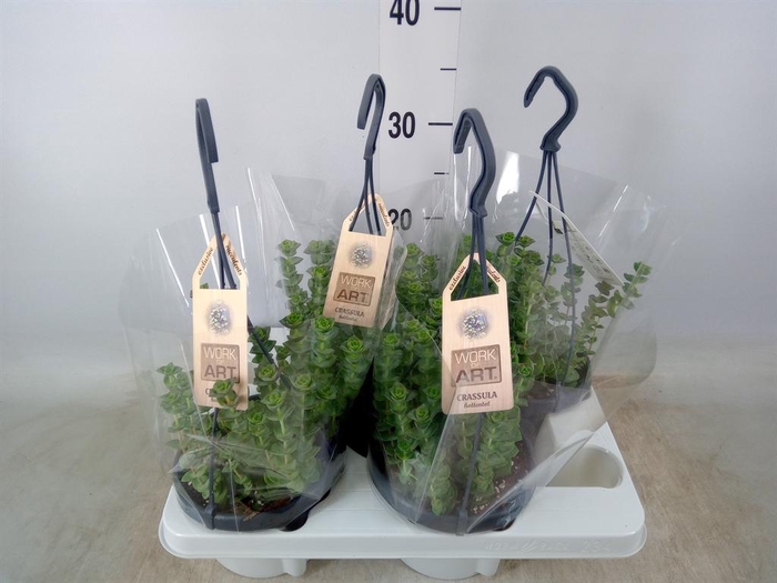 <h4>Crassula marnieriana</h4>