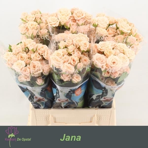 R Tr Jana Opstal