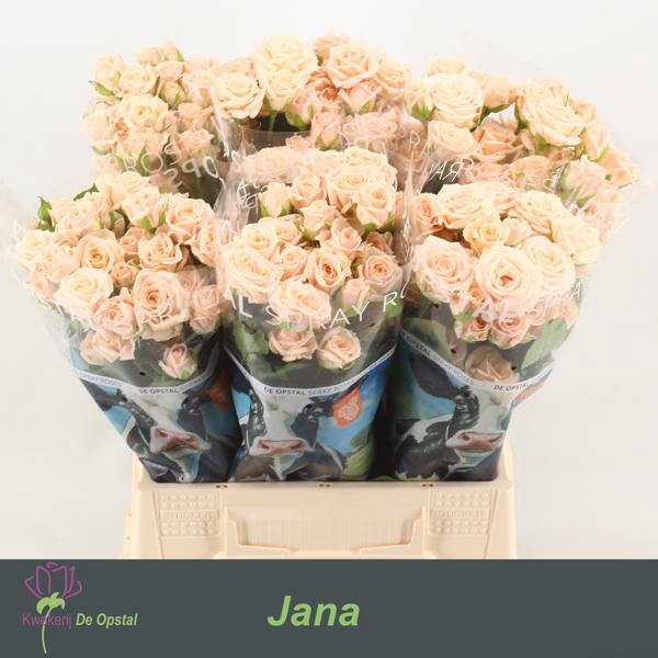 <h4>R Tr Jana Opstal</h4>