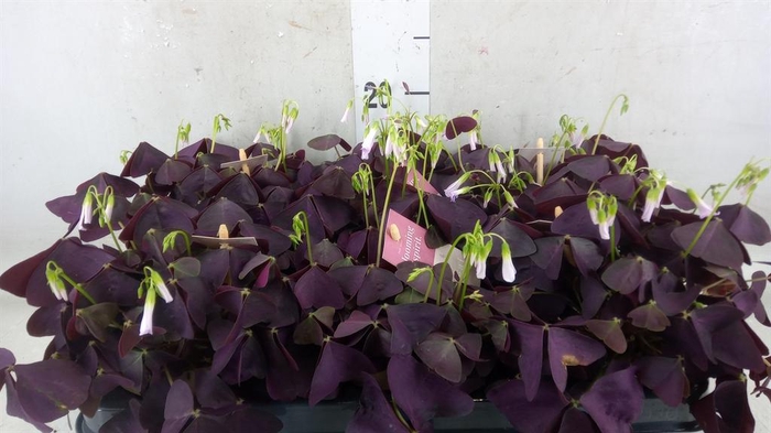 <h4>Oxalis trian. 'Mijke'</h4>