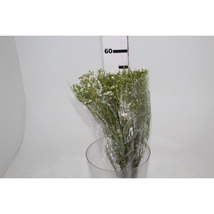 WAX FLOWERS BRANCO