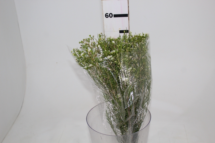 <h4>WAX FLOWERS BRANCO</h4>