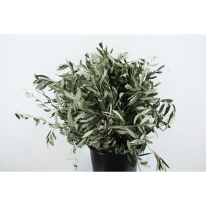 OLEA EUROPAEA 300GR