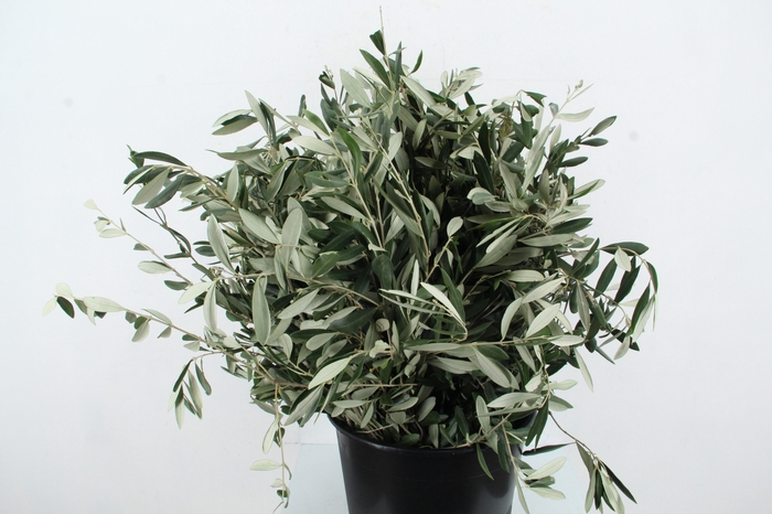 <h4>OLEA EUROPAEA 300GR</h4>