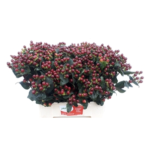 Hypericum Coco Montana
