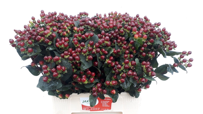 <h4>Hypericum Coco Montana</h4>