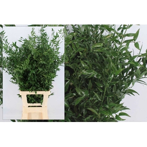 Ruscus aculeatus   .../bos