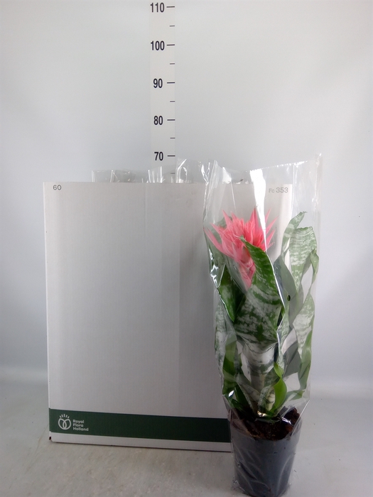 <h4>Aechmea   ...mix</h4>