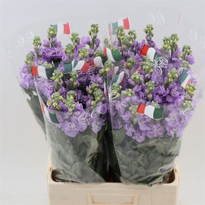 Matthiola Iron Marine