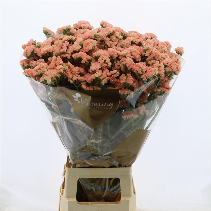<h4>LIMONIUM SINUATUM 'PEACH WINGS'</h4>