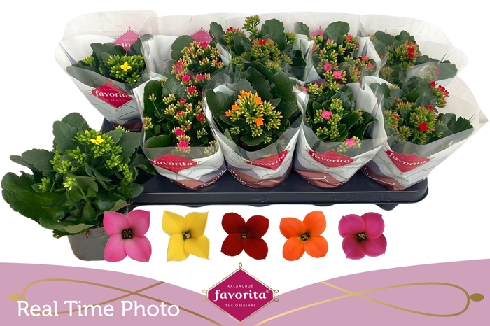 <h4>KAL EN GEM 5 KL</h4>