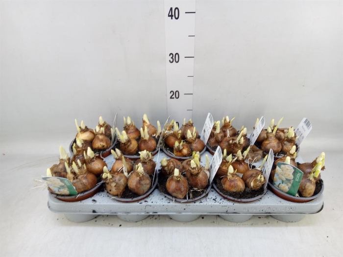 <h4>Narcissus DU 'Abba'</h4>