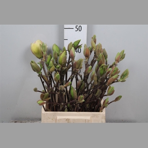 Magnolia Grandi Yellow