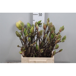 Magnolia Grandi Yellow