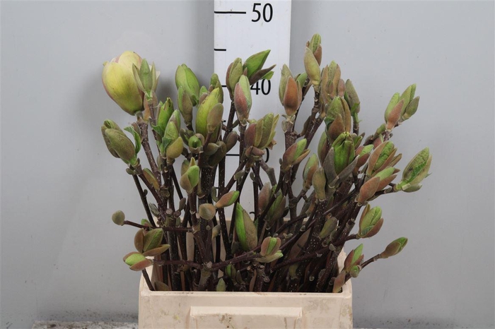<h4>Magnolia Grandi Yellow</h4>