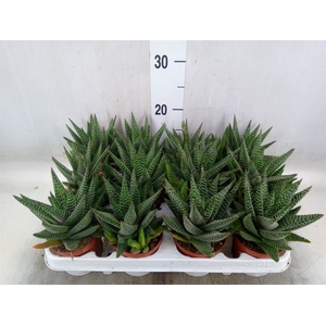 xGasterhaworthia  'Royal Highness'