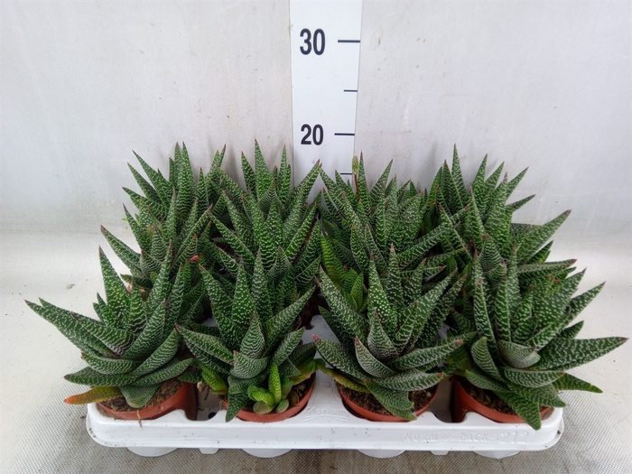 <h4>xGasterhaworthia  'Royal Highness'</h4>