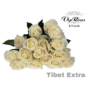 R GR TIBET EXTRA
