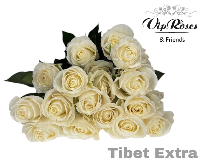 <h4>R GR TIBET EXTRA</h4>