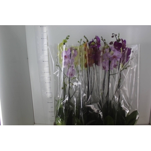 PHALAENOPSIS MIX P12