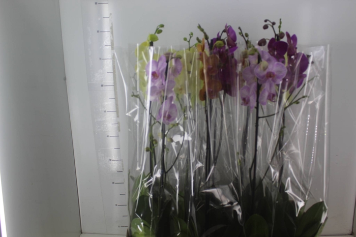 <h4>PHALAENOPSIS MIX P12</h4>
