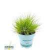 Festuca glauca Amigold