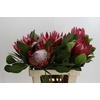 Protea Cynaroides Madiba