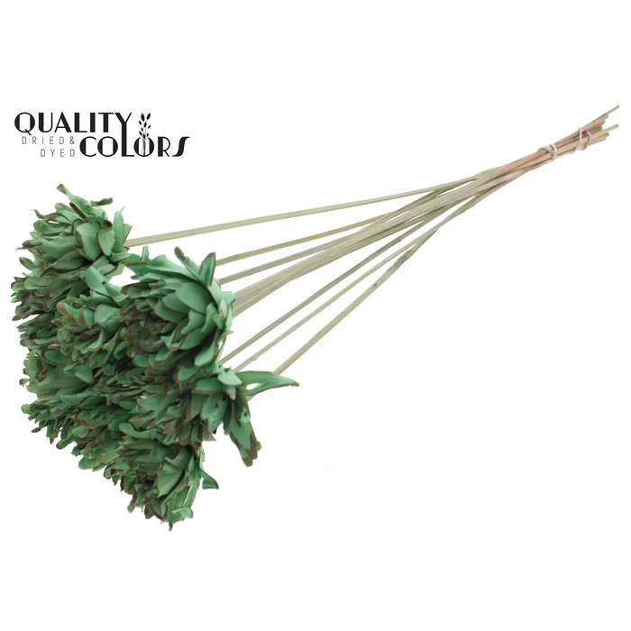 <h4>Shola Slice Pine 6cm on stem Mint Green</h4>