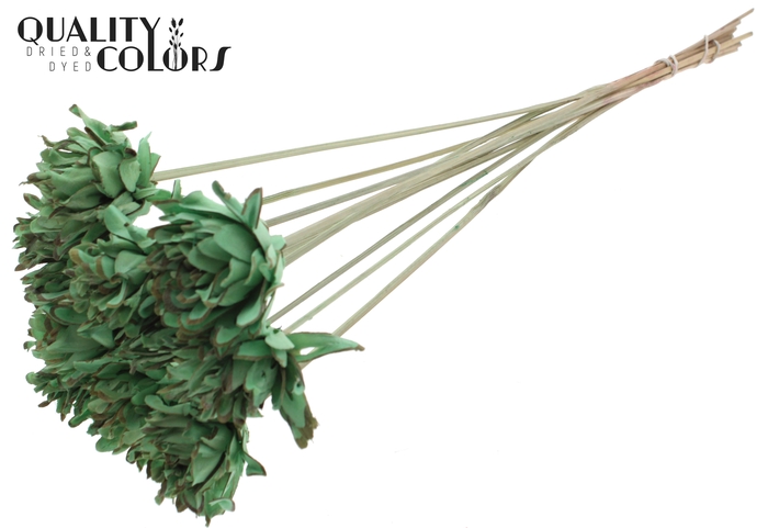 Shola Slice Pine 6cm on stem Mint Green