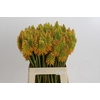 Kniphofia Eycone Peach