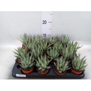Aloe humilis