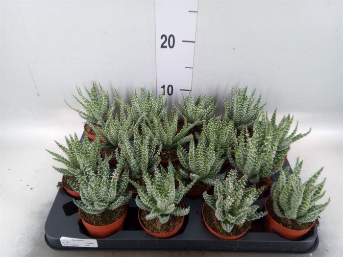 <h4>Aloe humilis</h4>