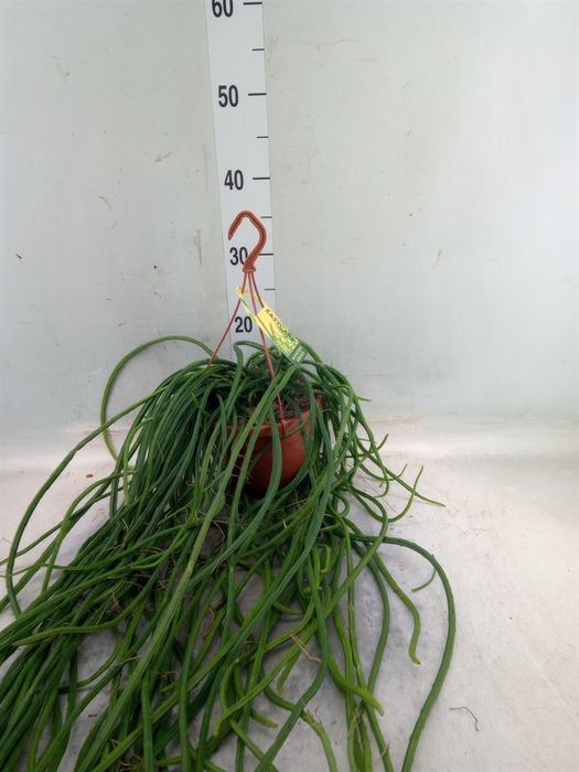 <h4>Rhipsalis   ...</h4>