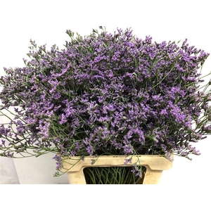 LIMONIUM MAINE BLUE BUNDT