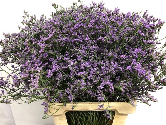 <h4>LIMONIUM MAINE BLUE 30GR</h4>