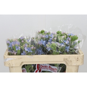 Oxypetalum Tweedia Blue